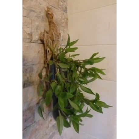 vase ou aquarium mural exemple
